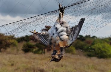 Bird Poacher: A bird stuck in a bird net